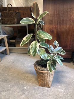 Ficus Téneke In Basket
