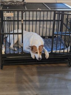 Cage/pin large