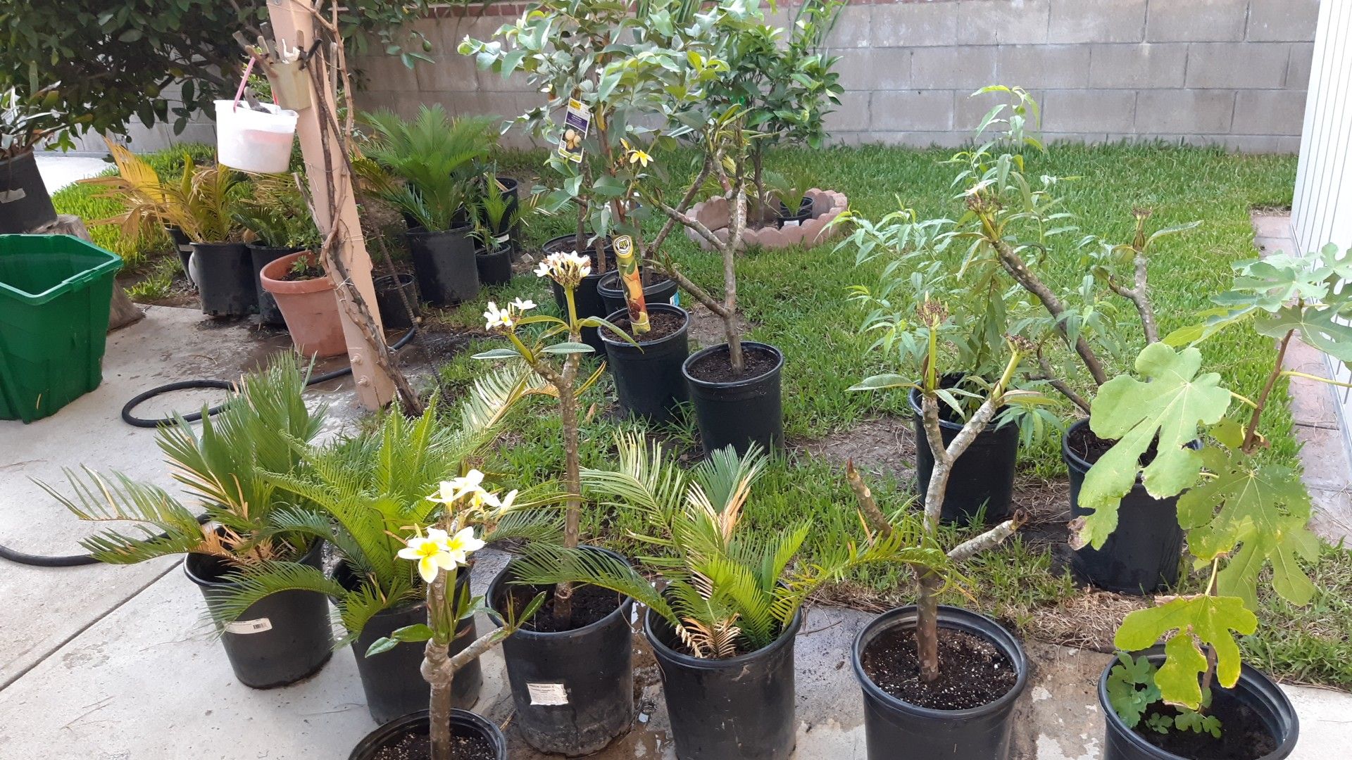 Sago Palms, Plumeria Plants