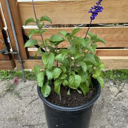 Mystic Spires Blue Salvia Plant 🪴 