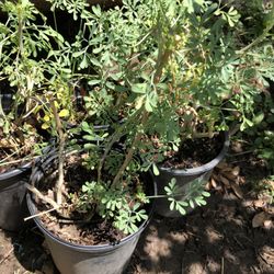 Ruda Plants