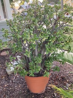 MUST SELL!  Jade plant, mature, potted