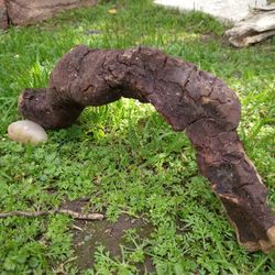 Genuine Driftwood For Aquariums Terrariums Decor 