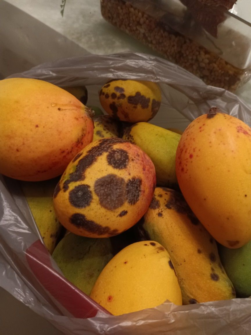 Bag Of Different Haitian Mangoes