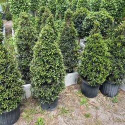 Small Cone Topiary In 3 gls Pot. SPECIAL PRICE 🤩