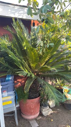 Saga palm