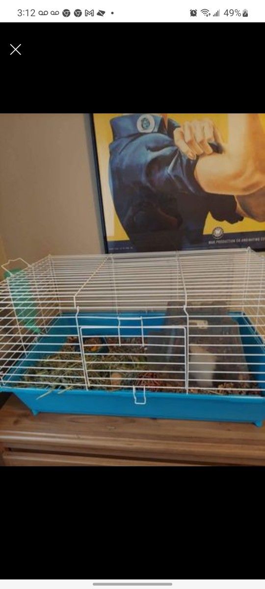 Guinea Pig Cage