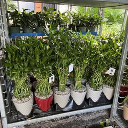 Lucky Bamboo In Ceramic Pot. SPECIAL PRICE 🤩