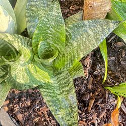 Different Plants And Cuttings 