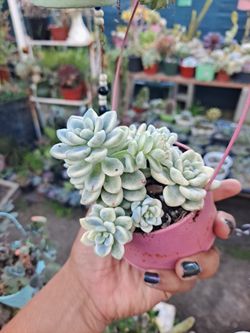 Variegated Succulent 