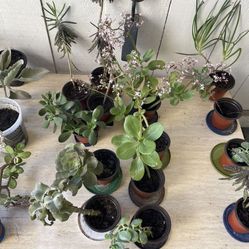 Lots Of Plants For Sale In La Mesa! 🍀🍀🍀