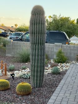 Cactus