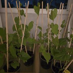 Morning Glory Plants - Free - Wood Box Not Included