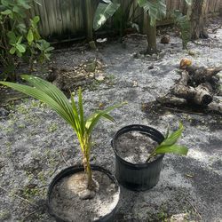 Coconut Palm Tree