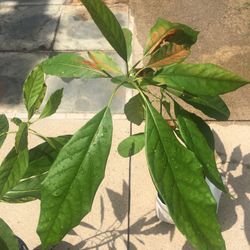 Avocados For Sale