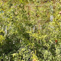 Pomegranate Tree