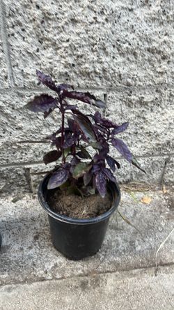 Organic Exotic Basil Plant 10 Inches