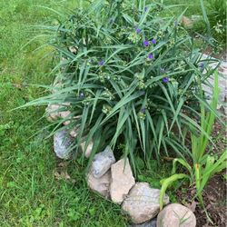 Preannual Spider Wart Plant