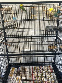 Bird cage and accessories.