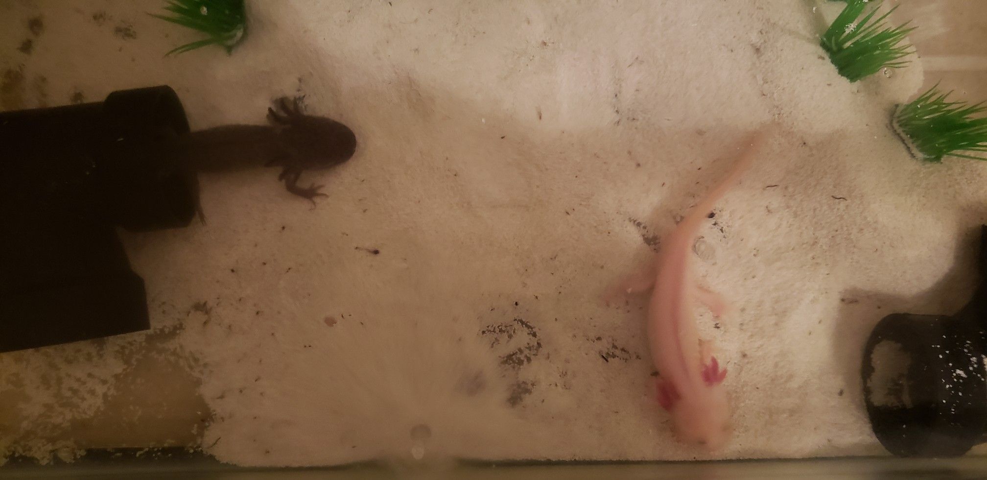 Axolotls!