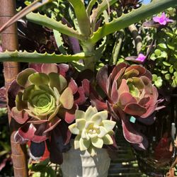 Beautiful Plants 🪴 