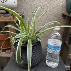Spider Plant 