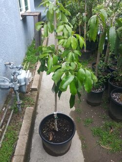 Lychee litchi mauritius