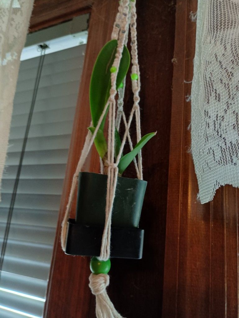 Locally Hand-Made Plant Hangers