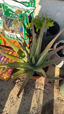 Aloe Vera organic soil