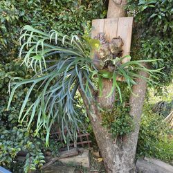 Staghorn fern mounted on wood