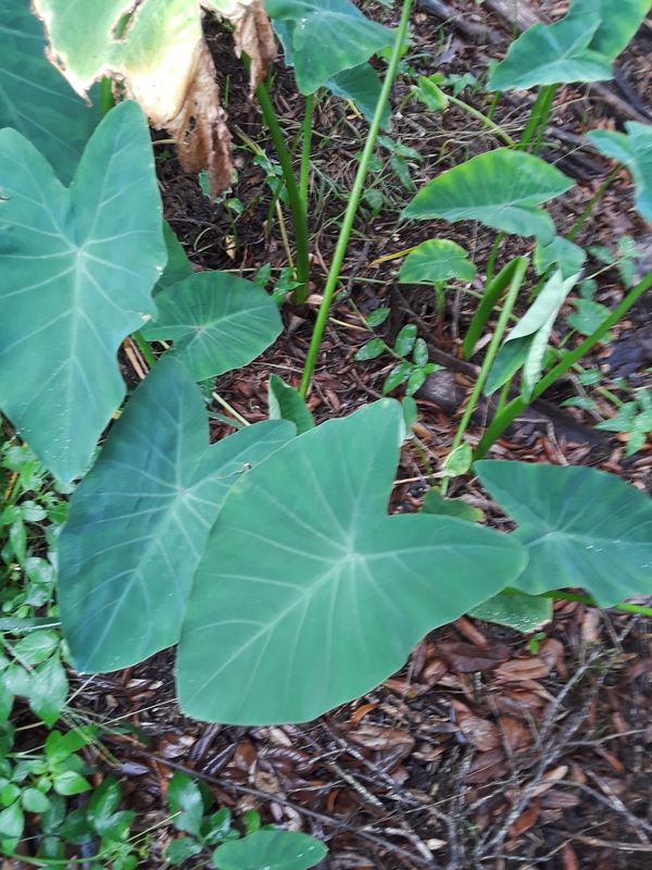 Elephant ear plant florida Idea
