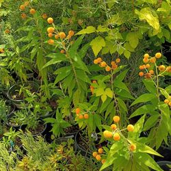 Butterfly bush Orange ball
