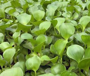 Hyacinths pond plants