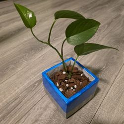 Heartleaf Phildendron & Hand Painted Square Pot