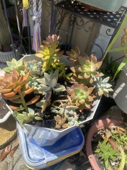 Succulents 