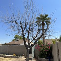 Palms and trees are trimmed and removed