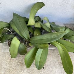 Phalaenopsis Orchid Plant 