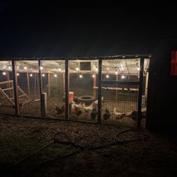 Farm Fresh Duck And Chicken Eggs