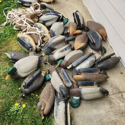 Duck Decoys