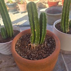 San Pedro cactus in a pot