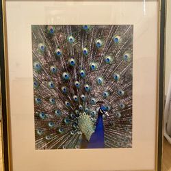 Peacock Photograph, Original Photo, Framed With Glass