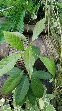 Beautiful avocado 🥑 Plant