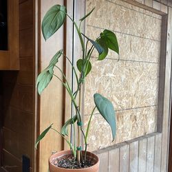 Syngonium chiapense houseplant