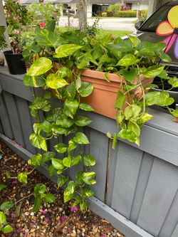 Pothos