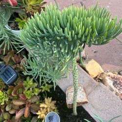 Large Tall Rare Beautiful Mermaid Tail Succulent Plant Flower Unique Crested Senecio Vitalis