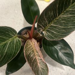Pink Philodendron Birkin