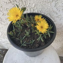 1.5 Gallon Pot Succulent Plant - Lampranthus Multiradiatus - Creeping Redflush - Rooted & Established - Drought Resistant - 🪴Blooms on Spring and Sum