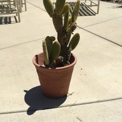 Cactus I Terracotta Pot With Hummingbird Design