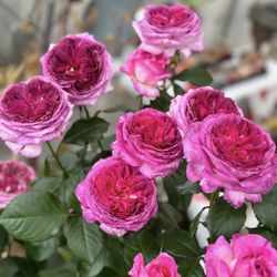 Thierry marx roses 