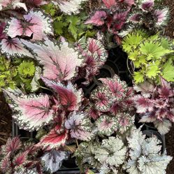  See description***Exotic indoor plants, big/full/lush begonias (4” pot) 95820